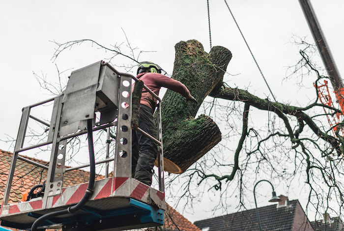 Tree Removal Service - Hoisting down a large section of tree trunk