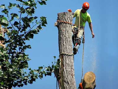 10,856 Tree Removal Stock Photos, Pictures & Royalty-Free Images - iStock