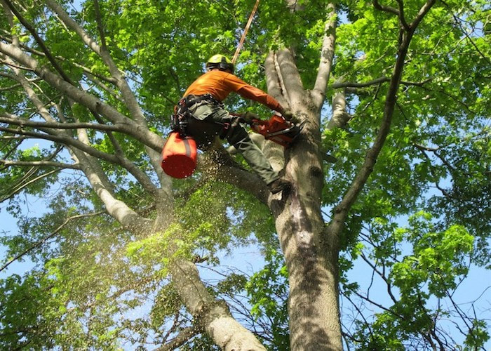 Tree removal service in Norfolk, VA - arborist cutting a large white oak tree branch