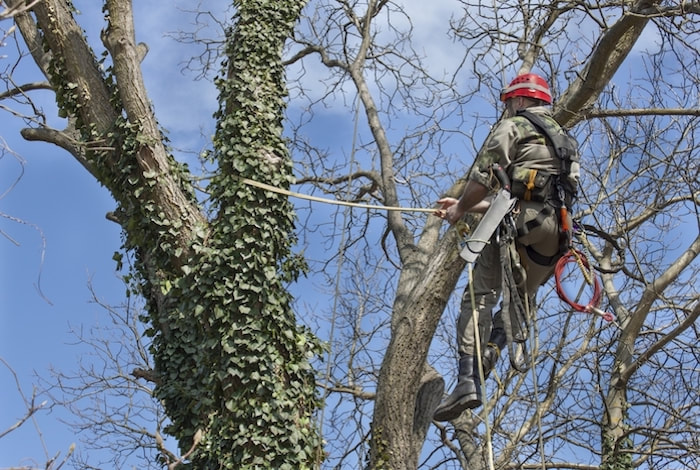 Tree Trimming Service - pruning a large red maple